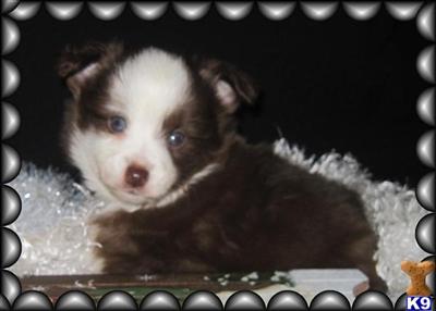 Miniature Australian Shepherd Puppies for Sale